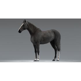 Horse (Black) (Rigged) 3D model